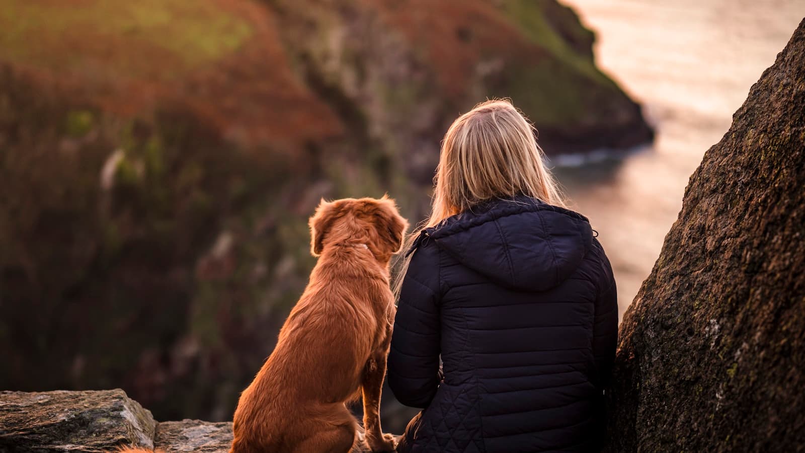 A happy dog outdoors with its owner