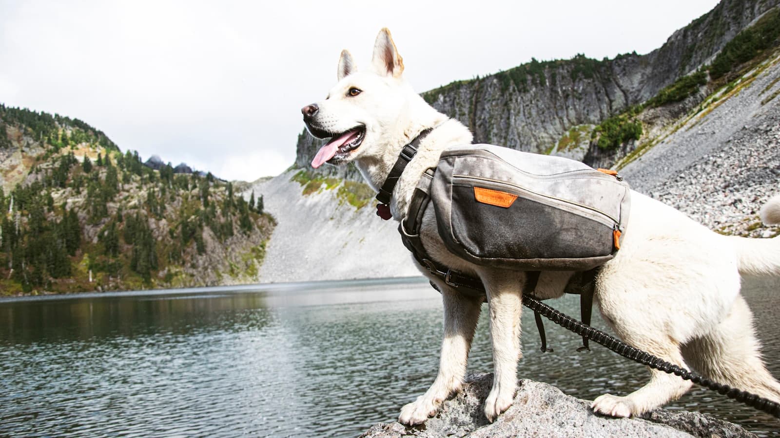The Adventurer