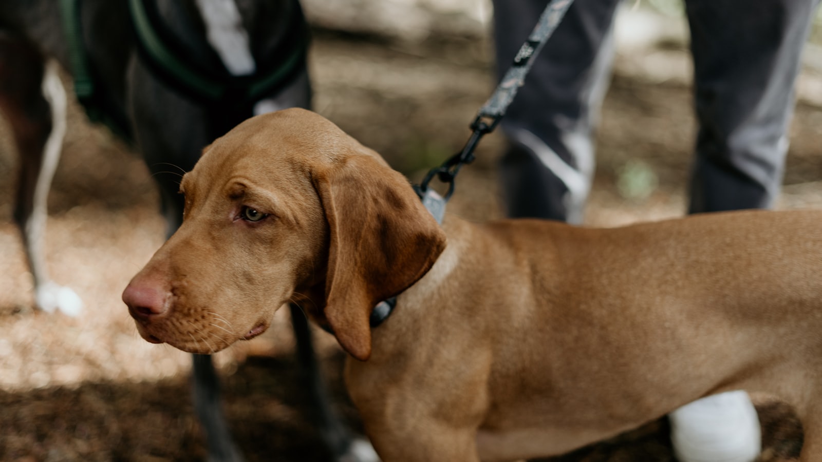 a dog on a leash