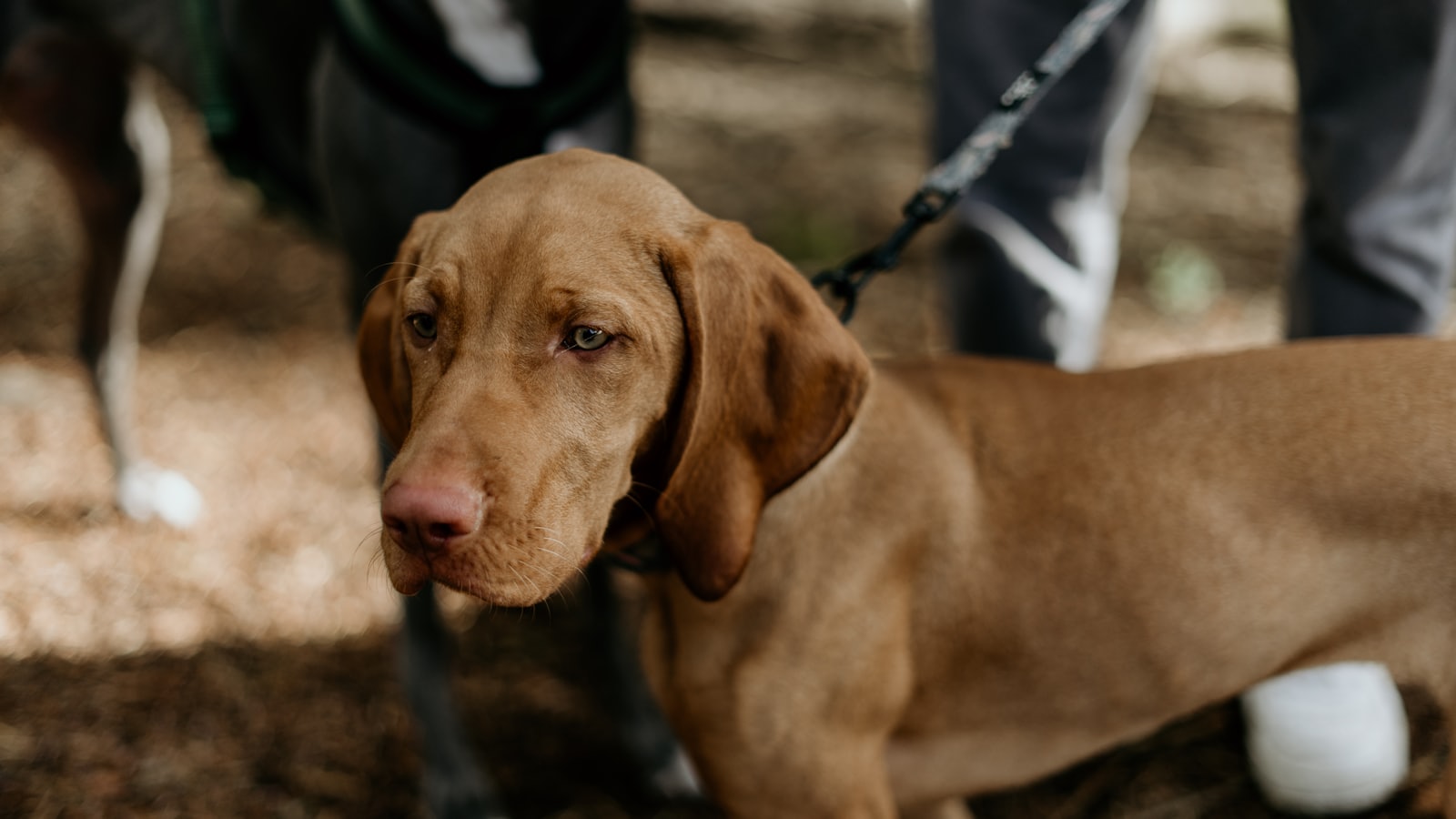 a dog standing on dirt