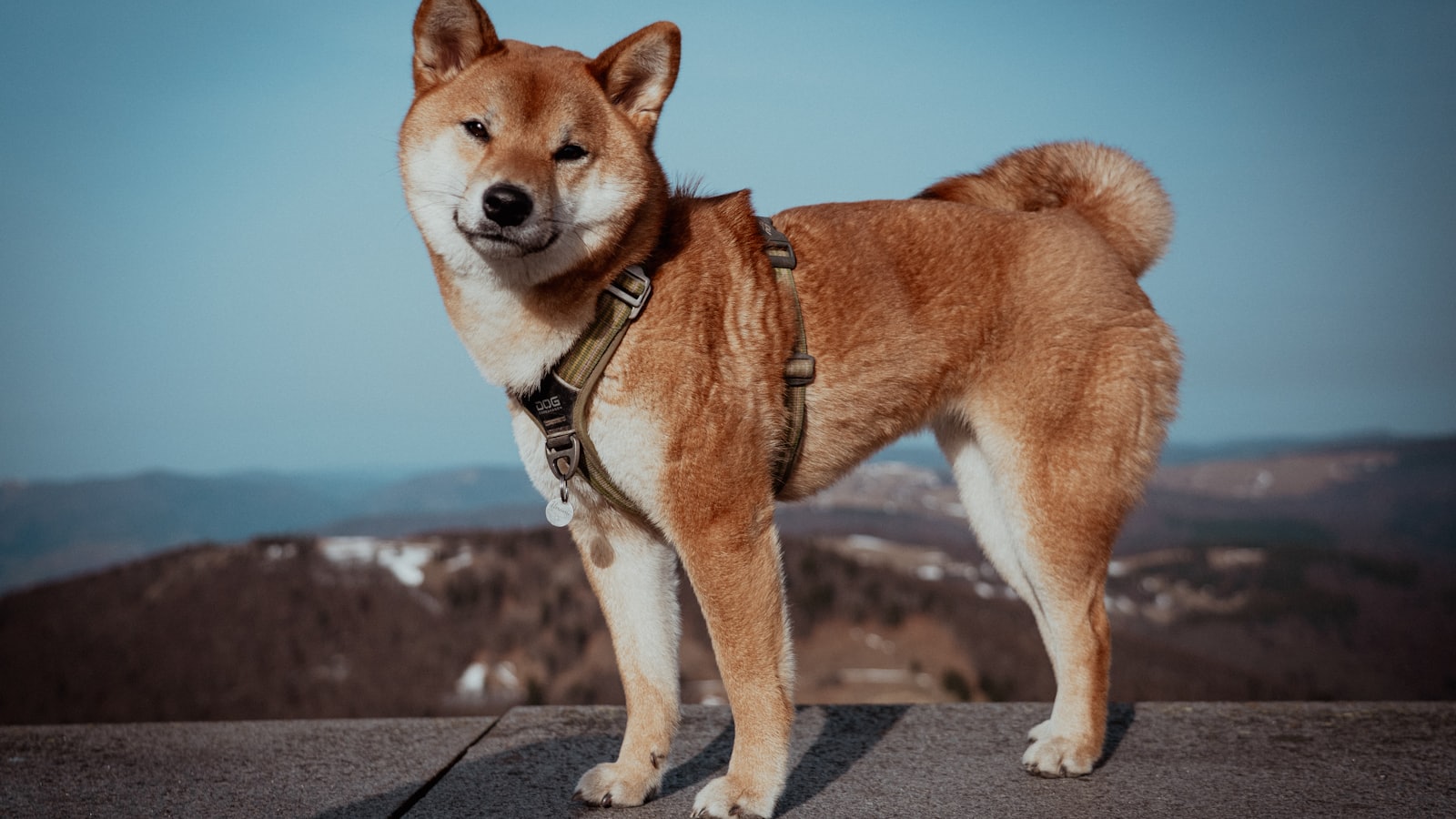 A shiba inu dog stands on a wall outdoors.