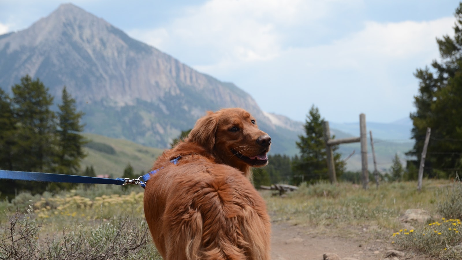 golden retriever on green grass field during daytime
