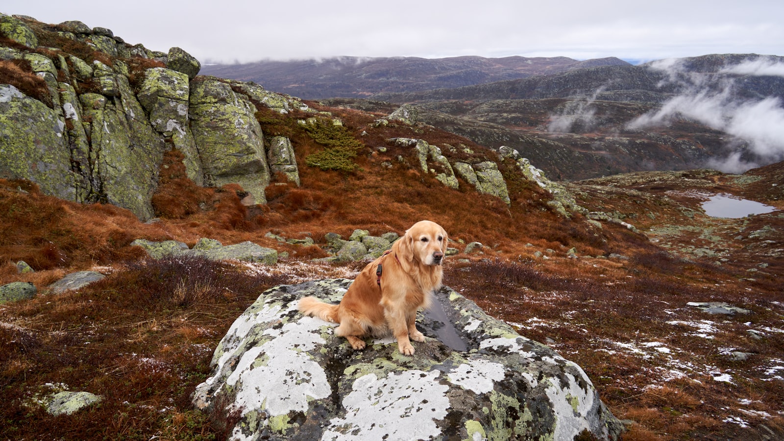 Golden retriever sits on rock in mountainous landscape.