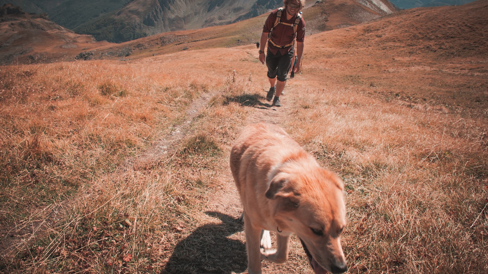 a man walking a dog on a trail in the mountains