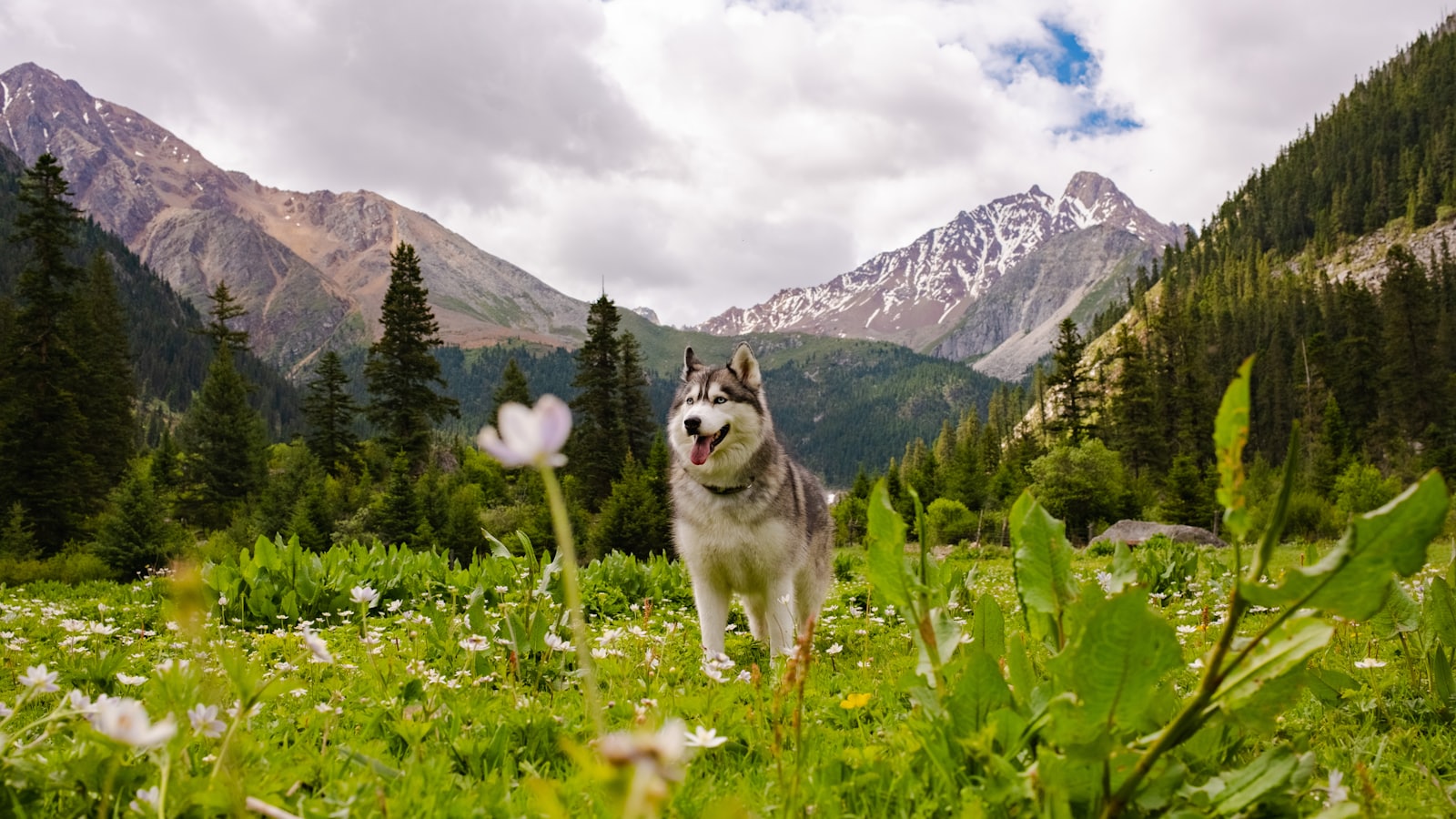 A husky dog stands in a green mountain meadow.