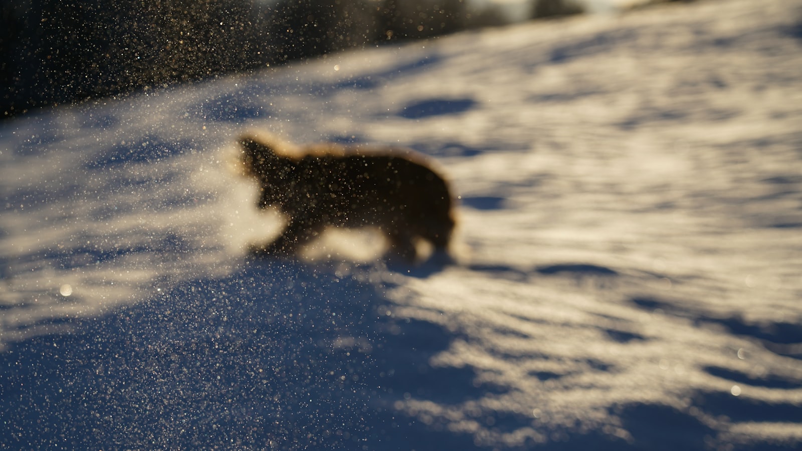 brown dog on snow covered ground during daytime
