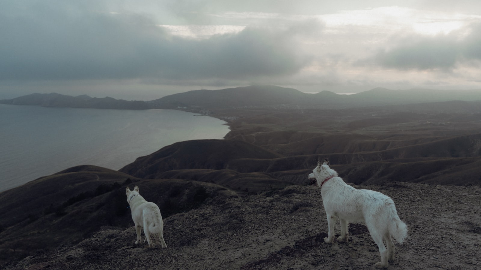 Two white dogs on a hill overlooking the sea