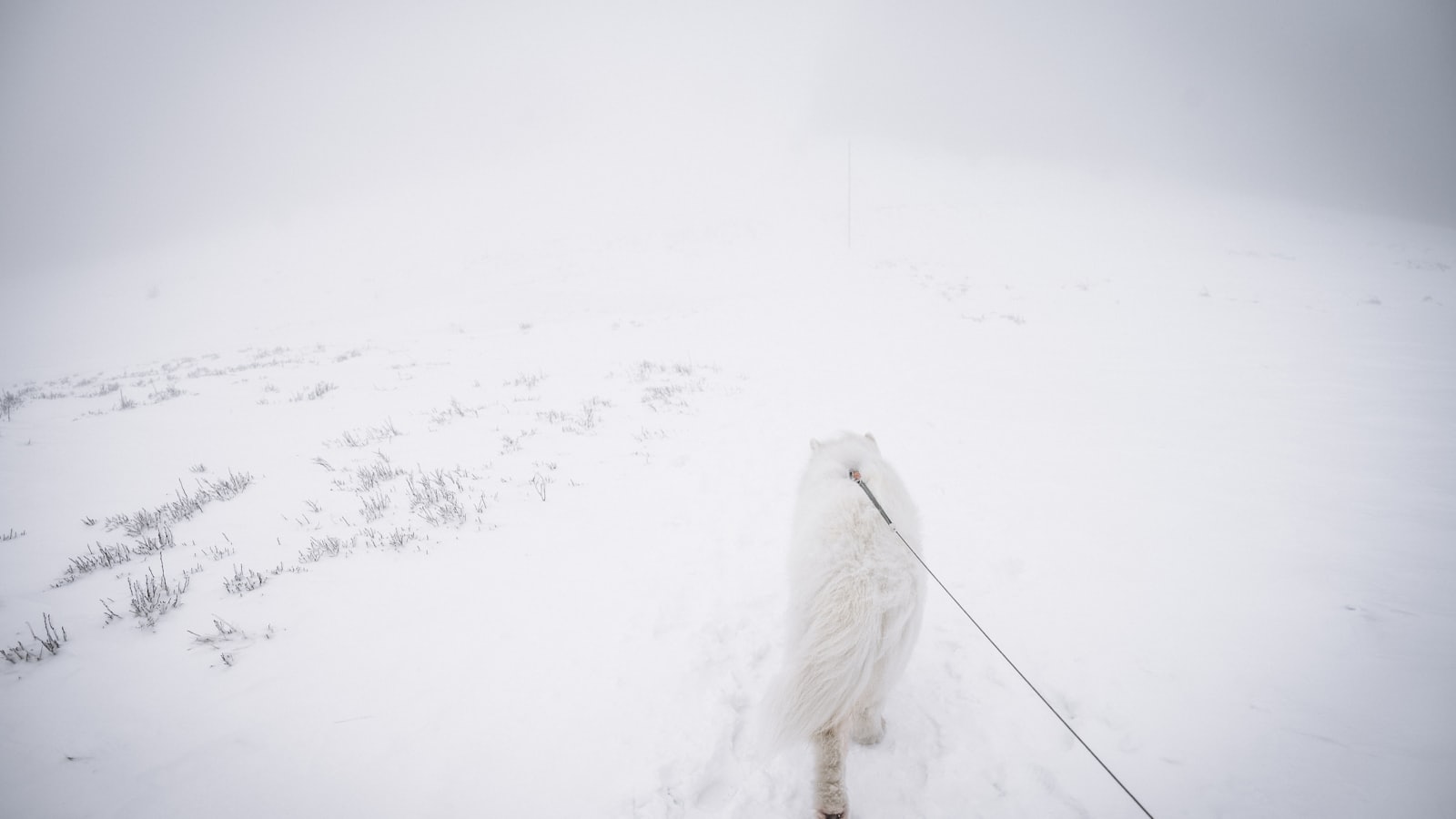 A white dog on a leash in a snowy landscape