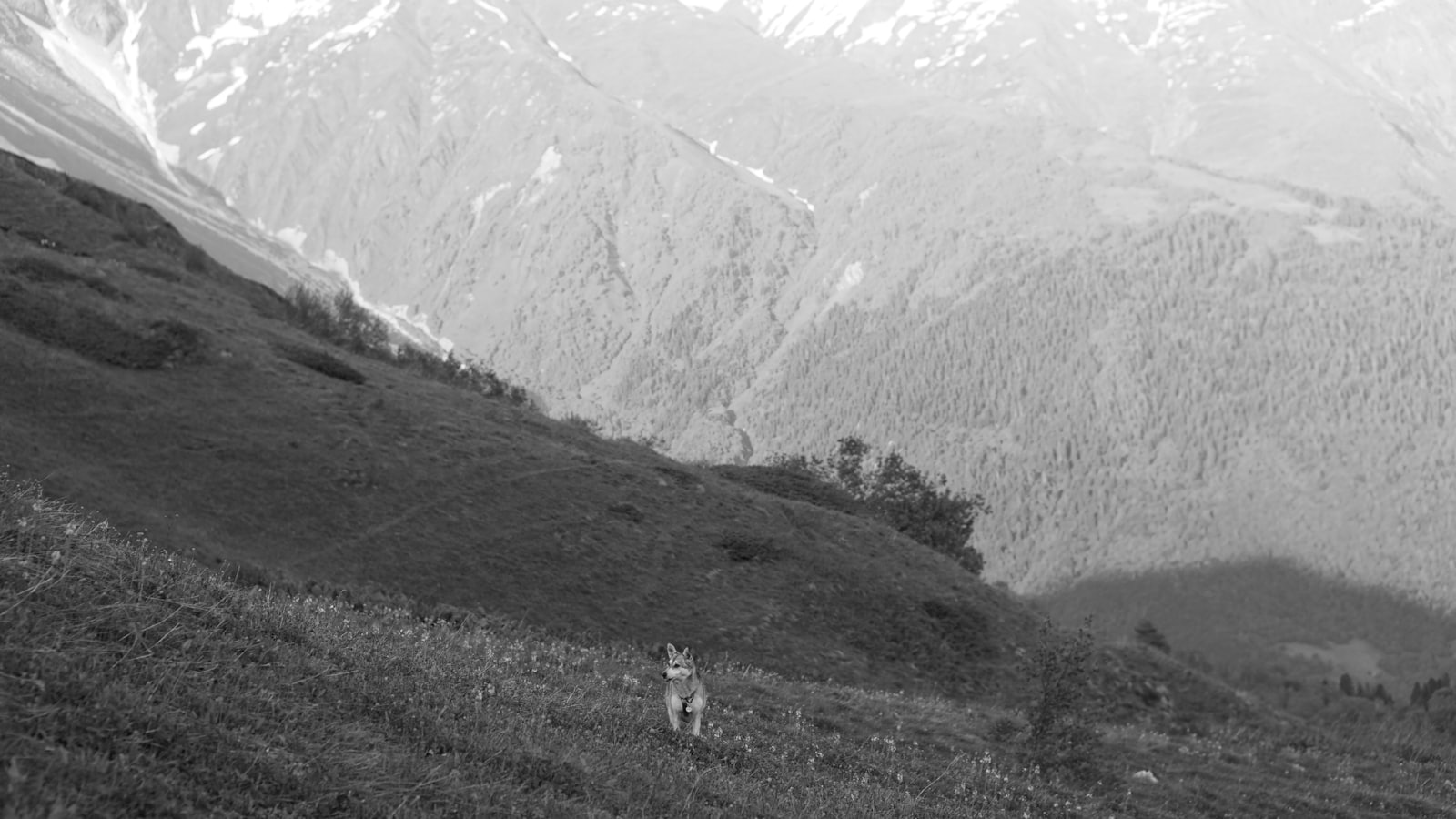 A lone wolf walks on a grassy mountain slope.