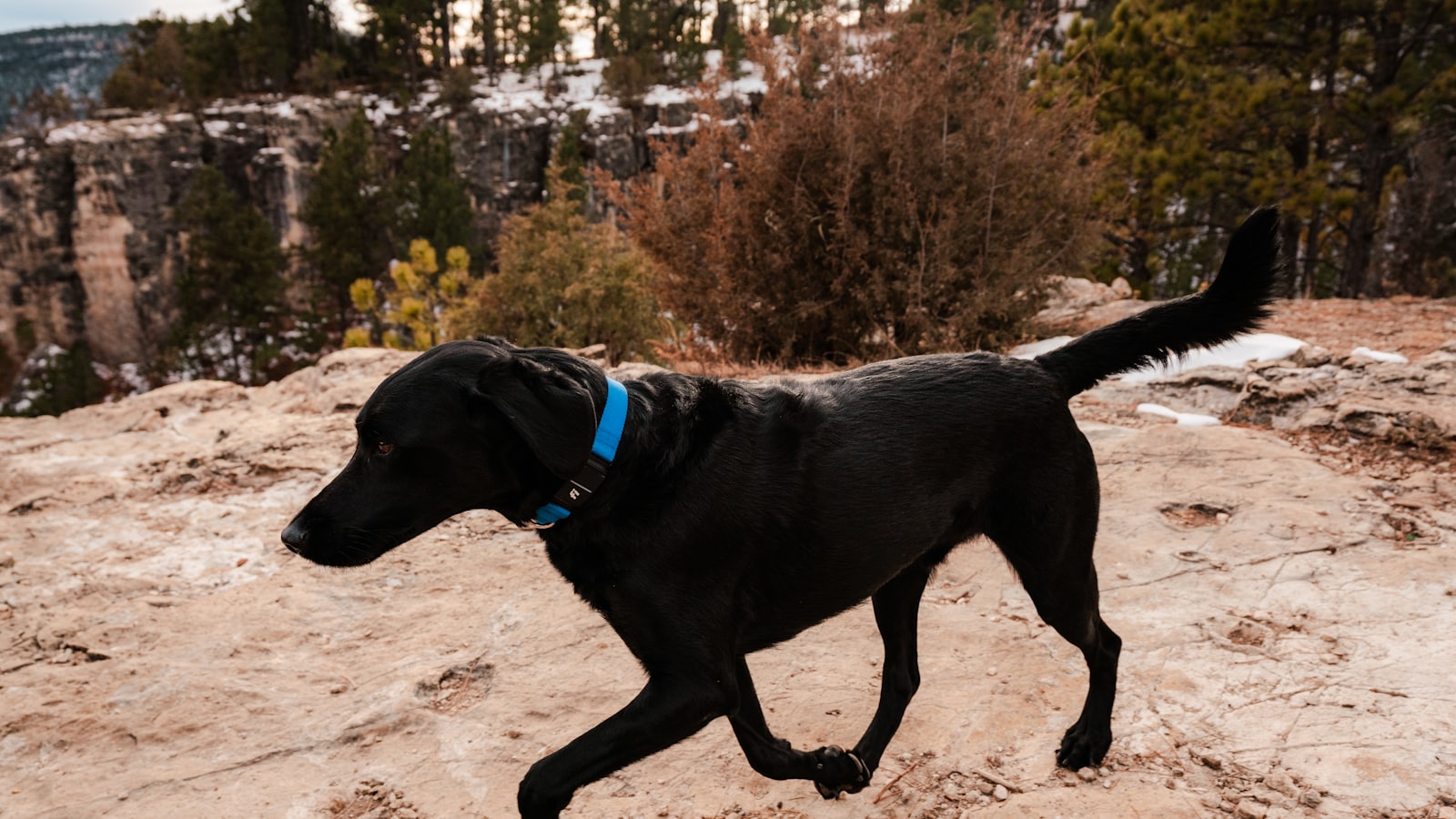 a black dog with a blue collar running on a mountain