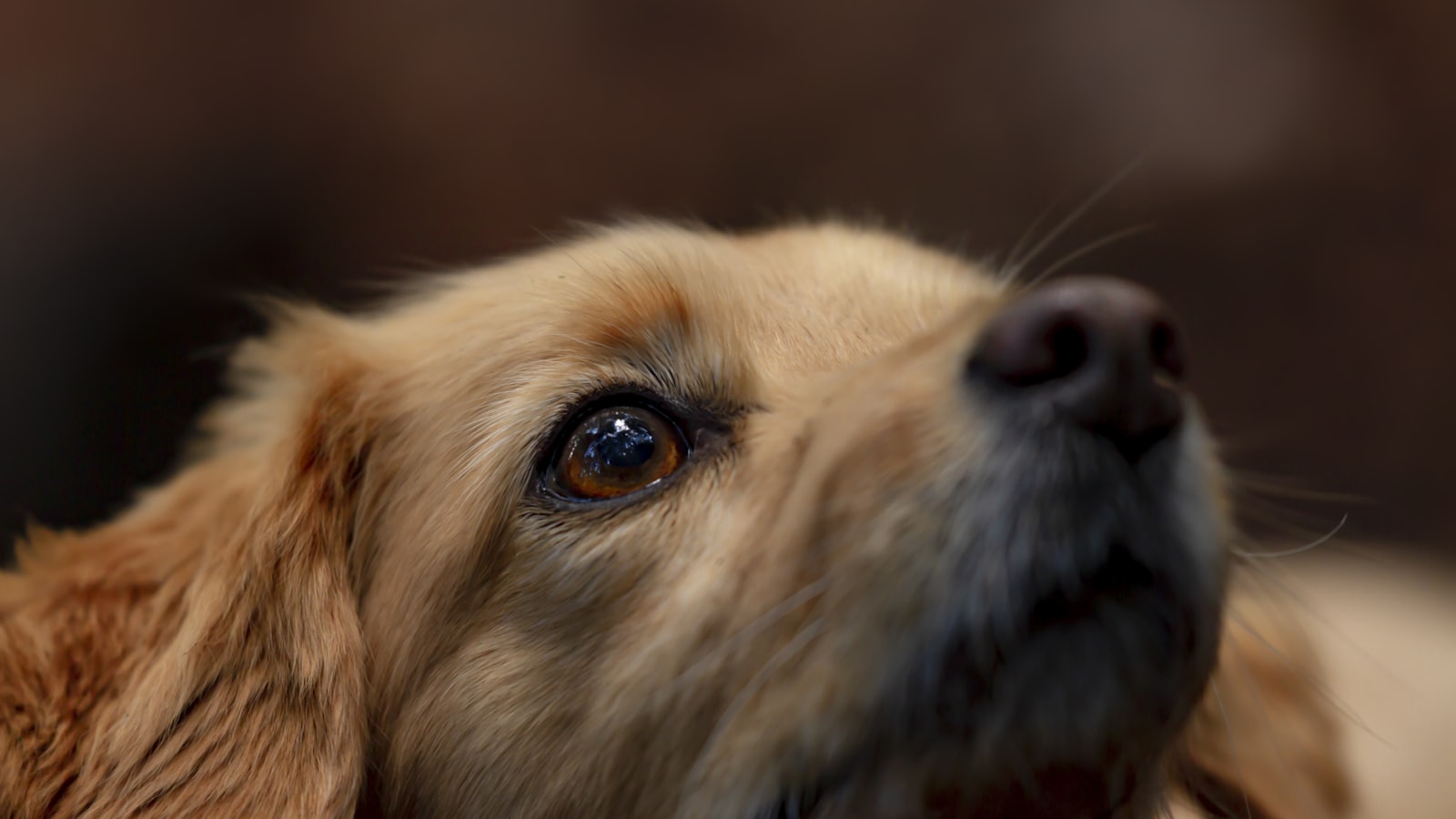 golden retriever puppy lying on ground