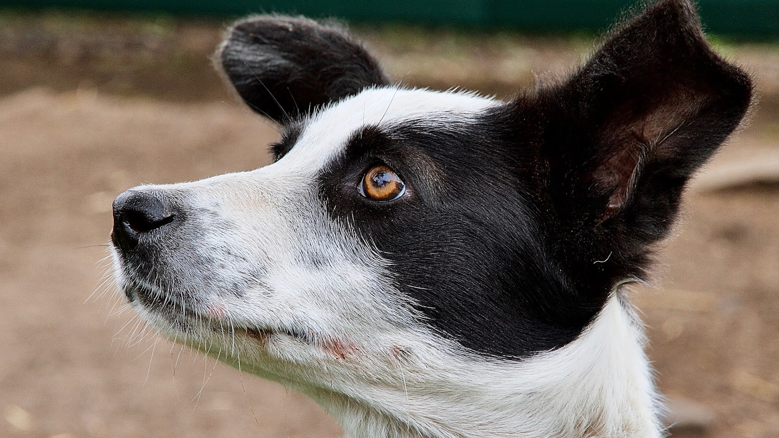 a close up of a dog looking off into the distance