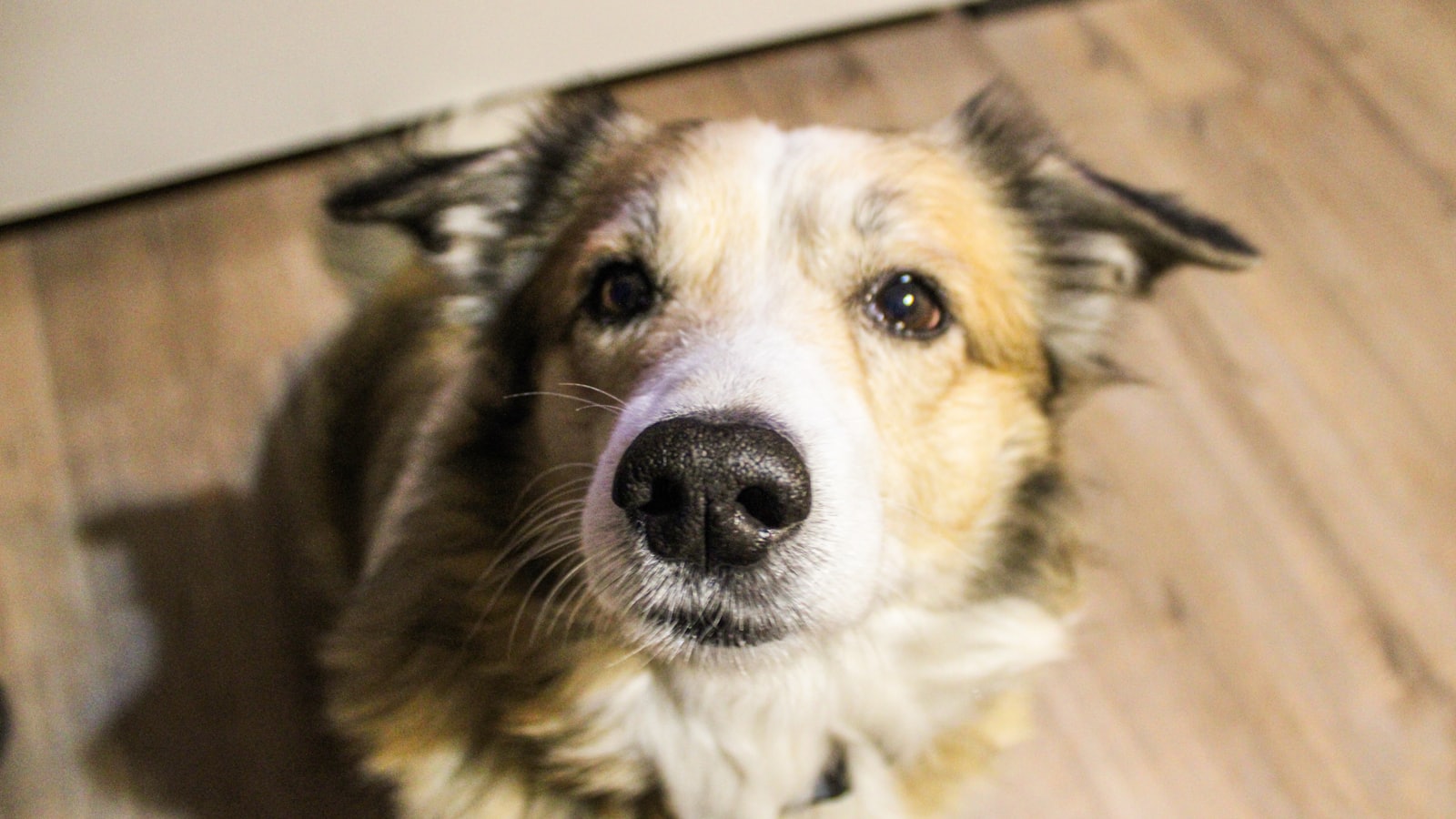 a close up of a dog on a wooden floor