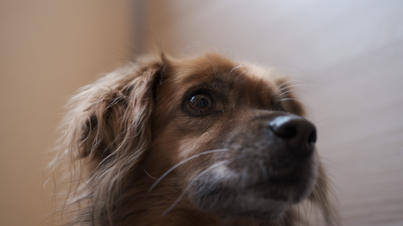 brown long coated small dog