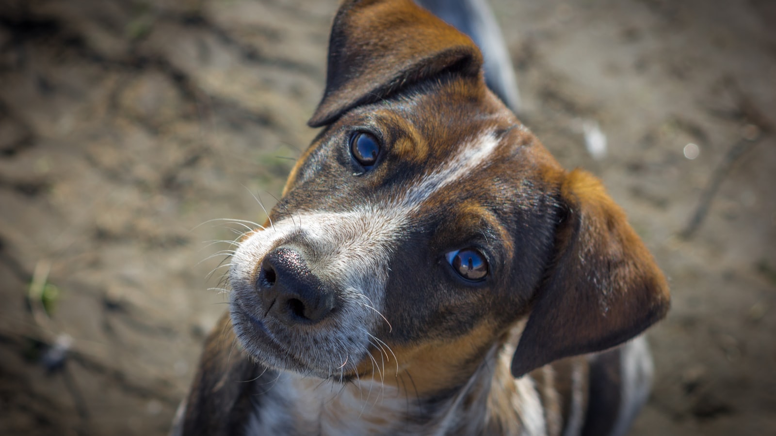 a brown and white dog with blue eyes looking up