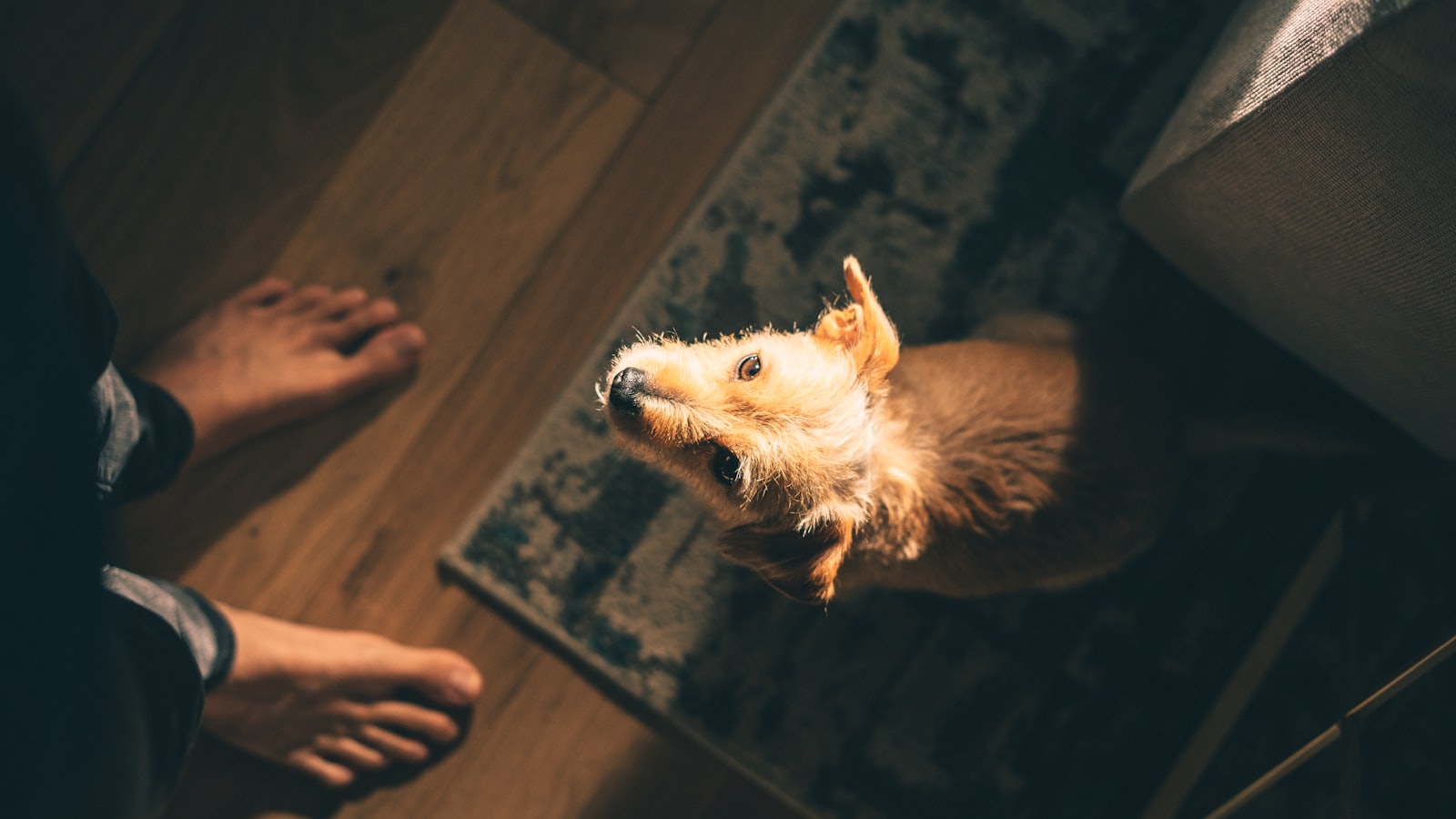white long coat medium sized dog lying on floor