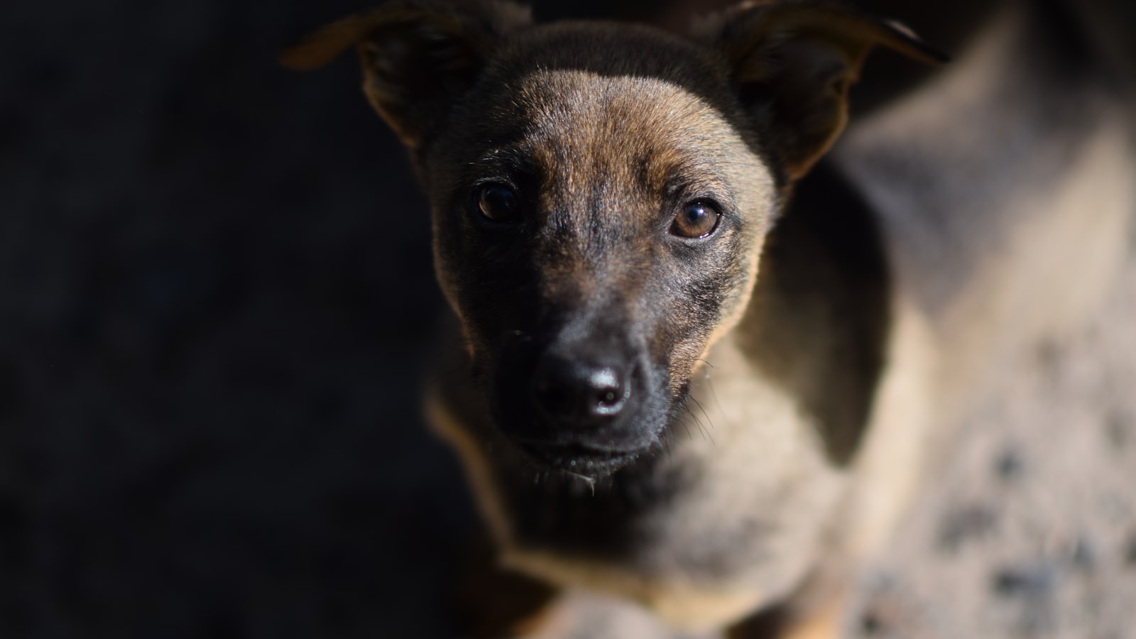 brown and black short coated dog