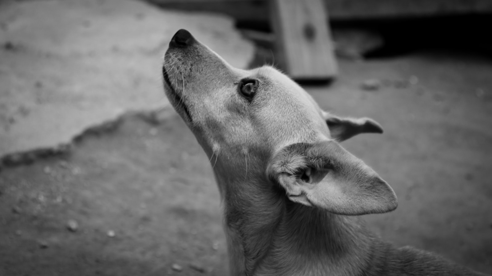 a black and white photo of a dog looking up