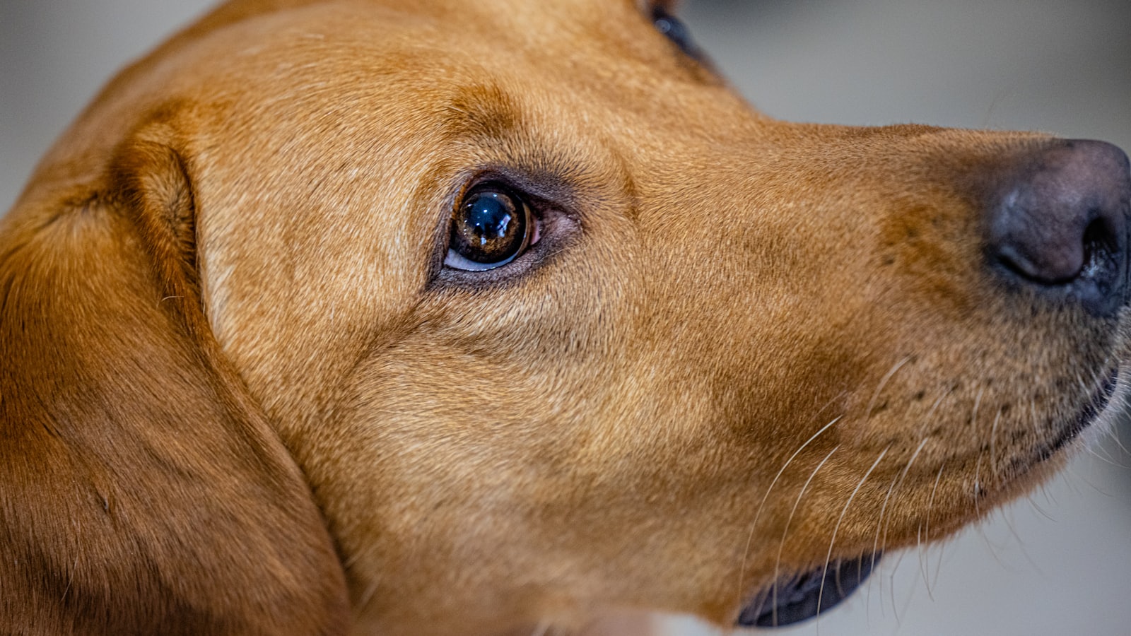 a close up of a brown dog's face