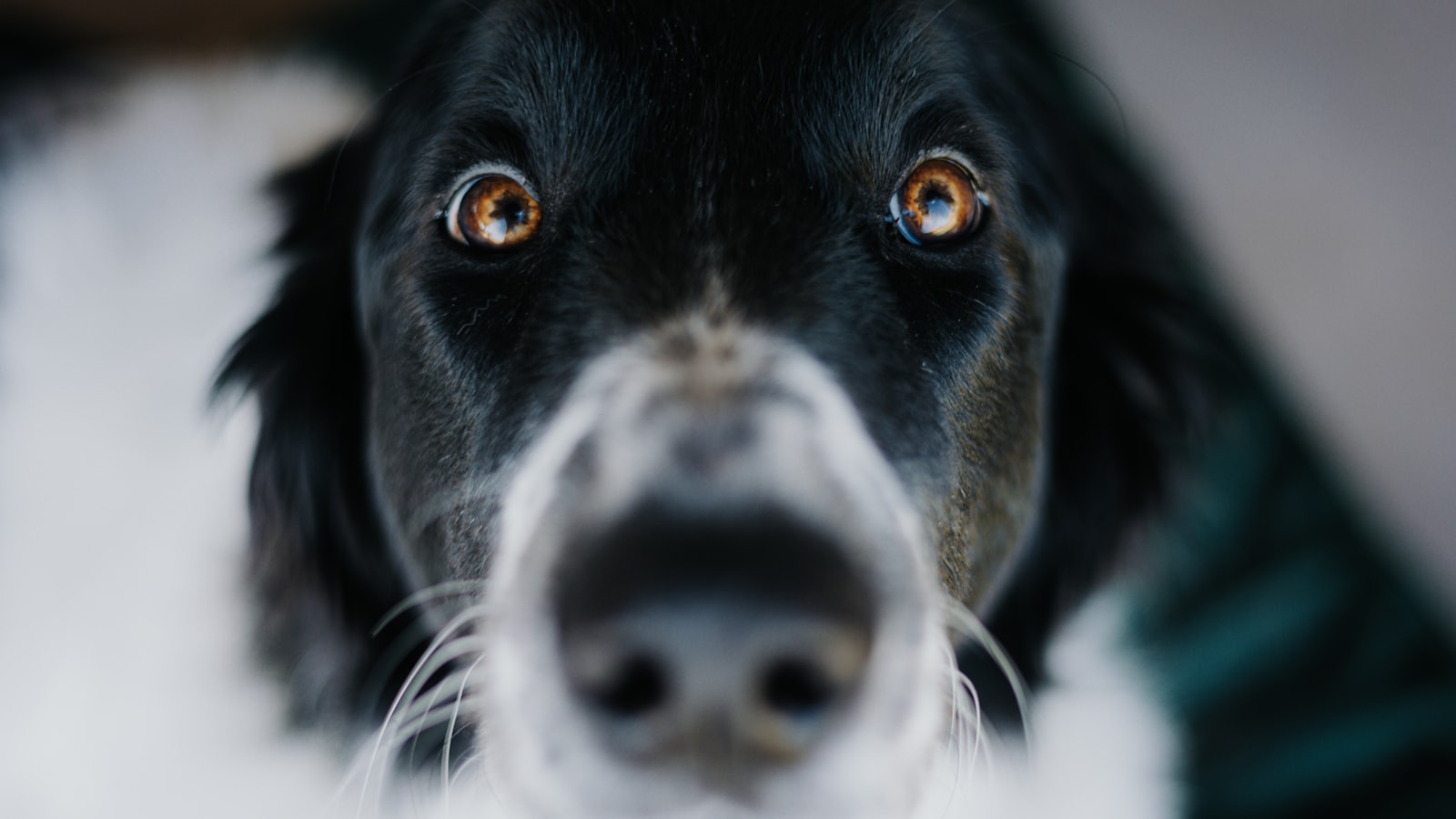a black and white dog looking up at the camera