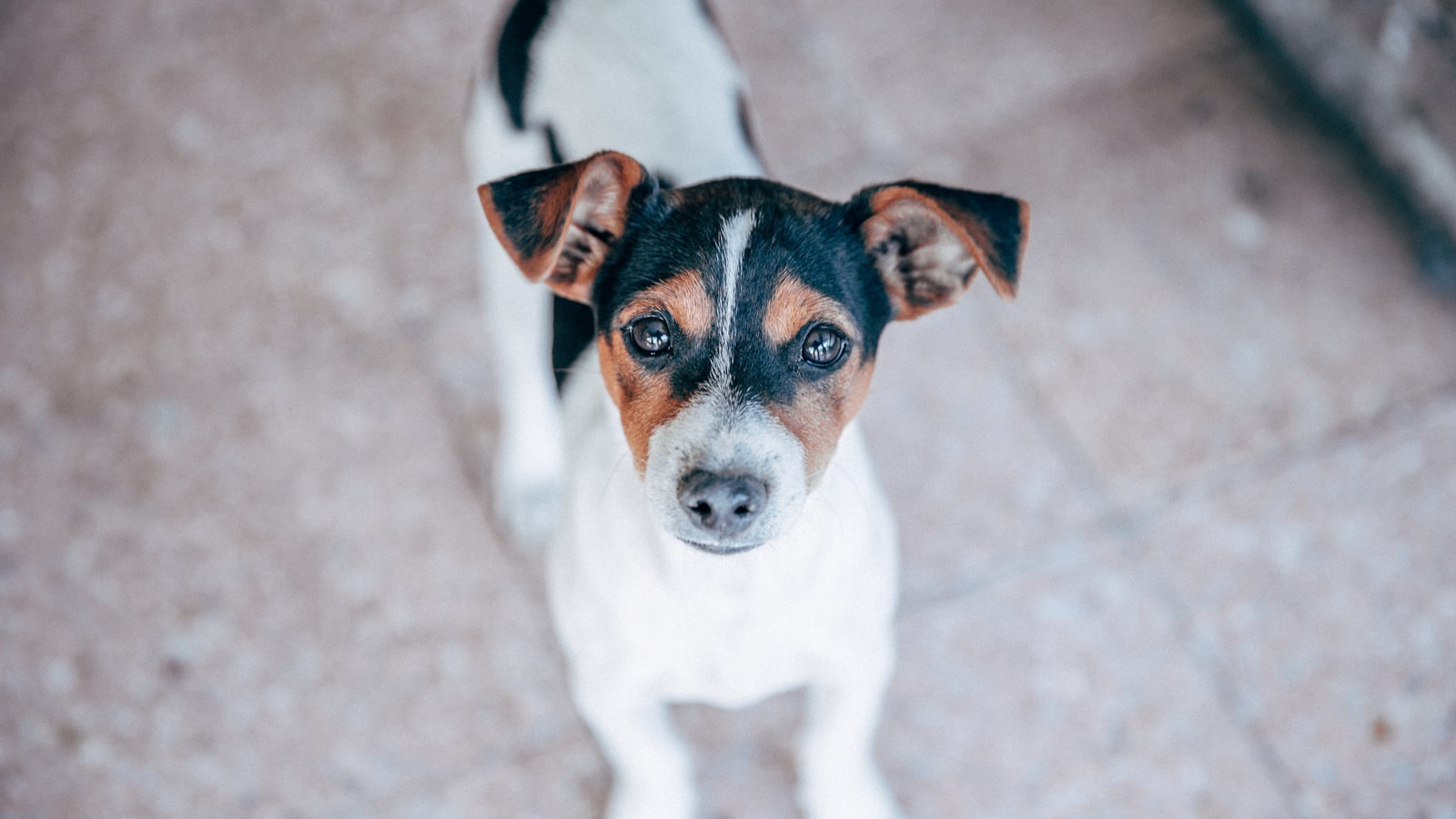 selective focus photography of white and brown dog during daytime