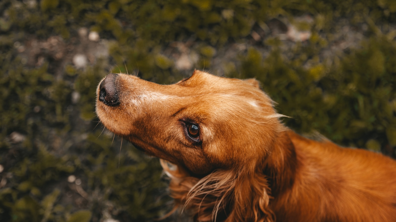golden retriever lying on green grass field during daytime