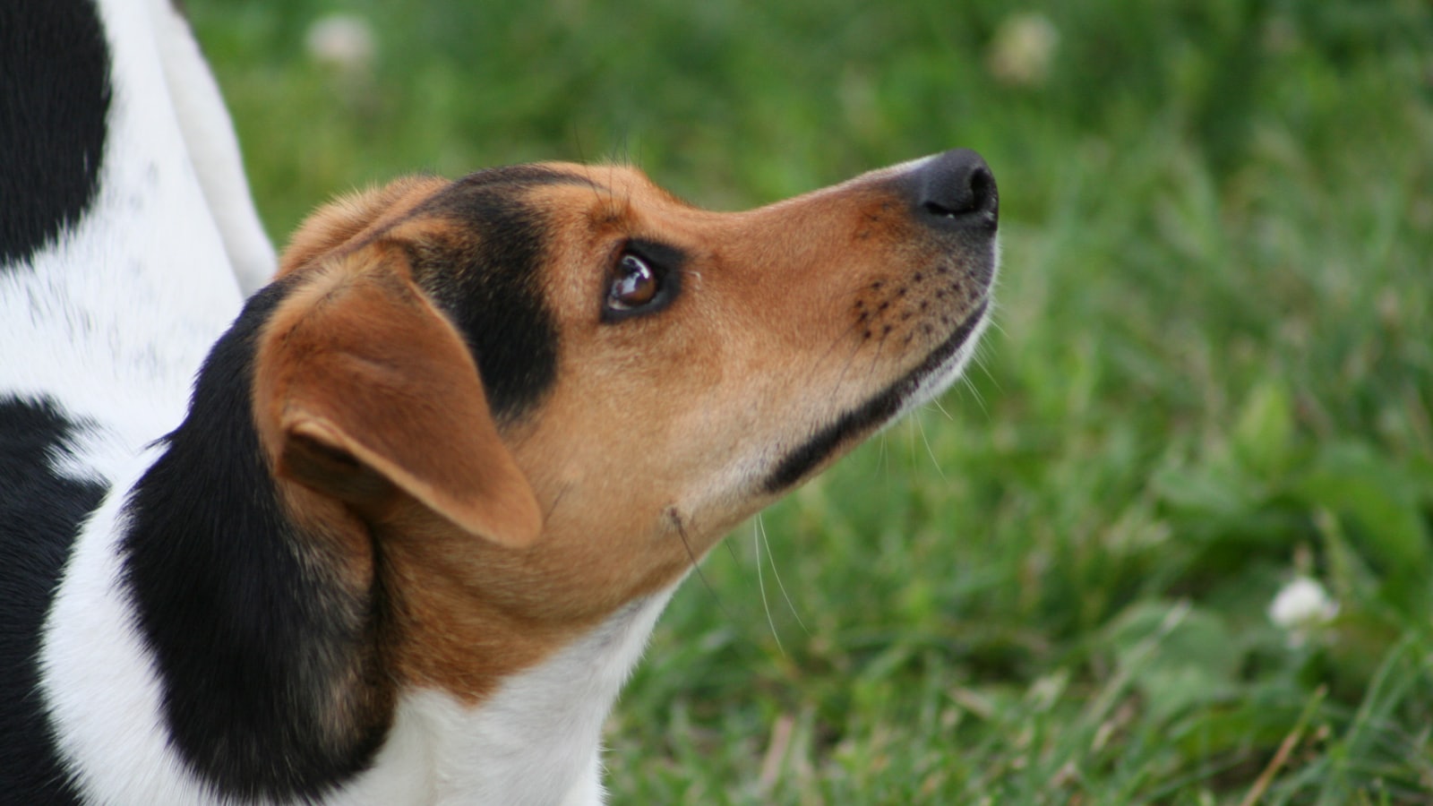 a brown and white dog standing on top of a lush green field