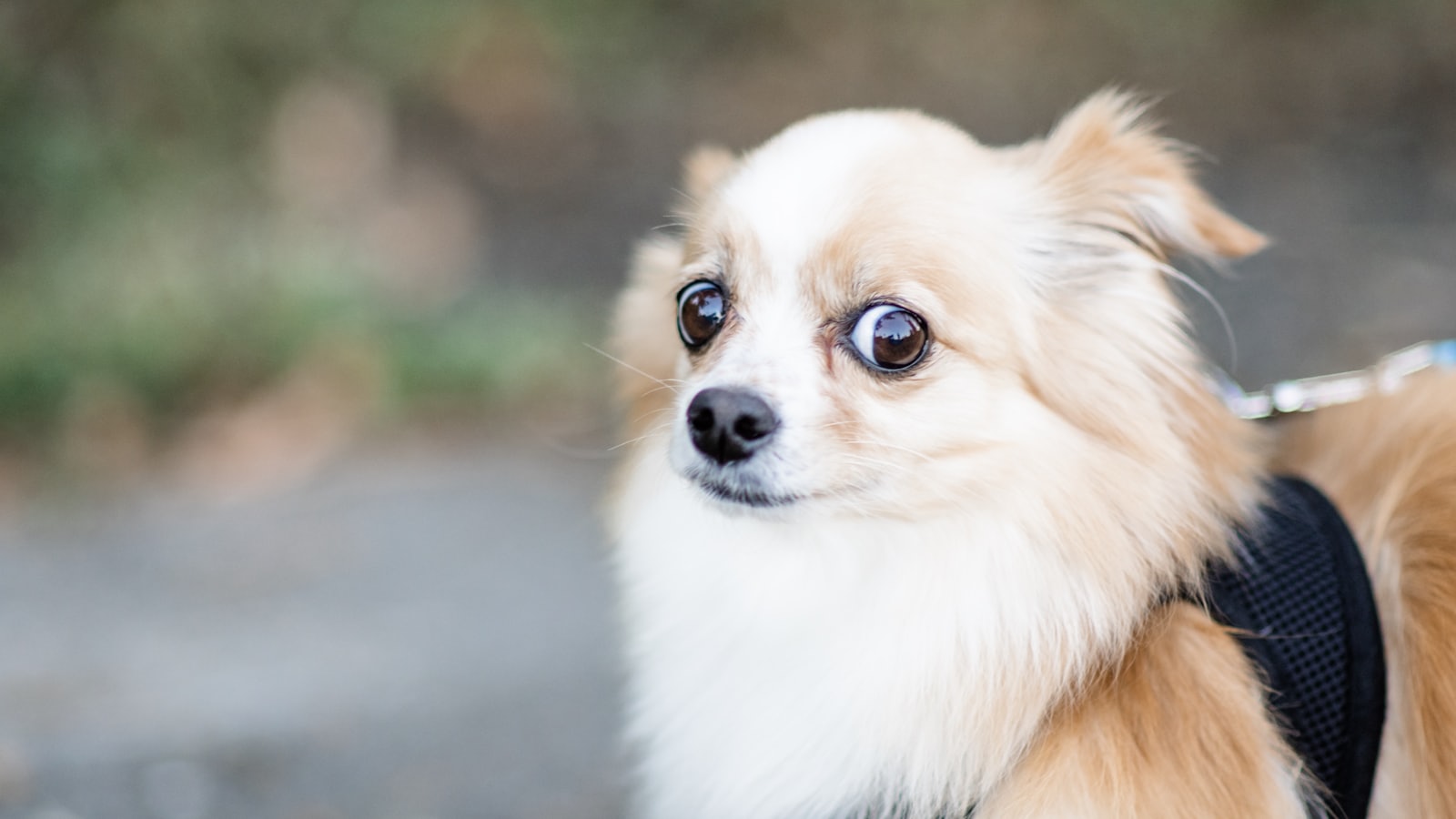 brown and white medium-coated dog