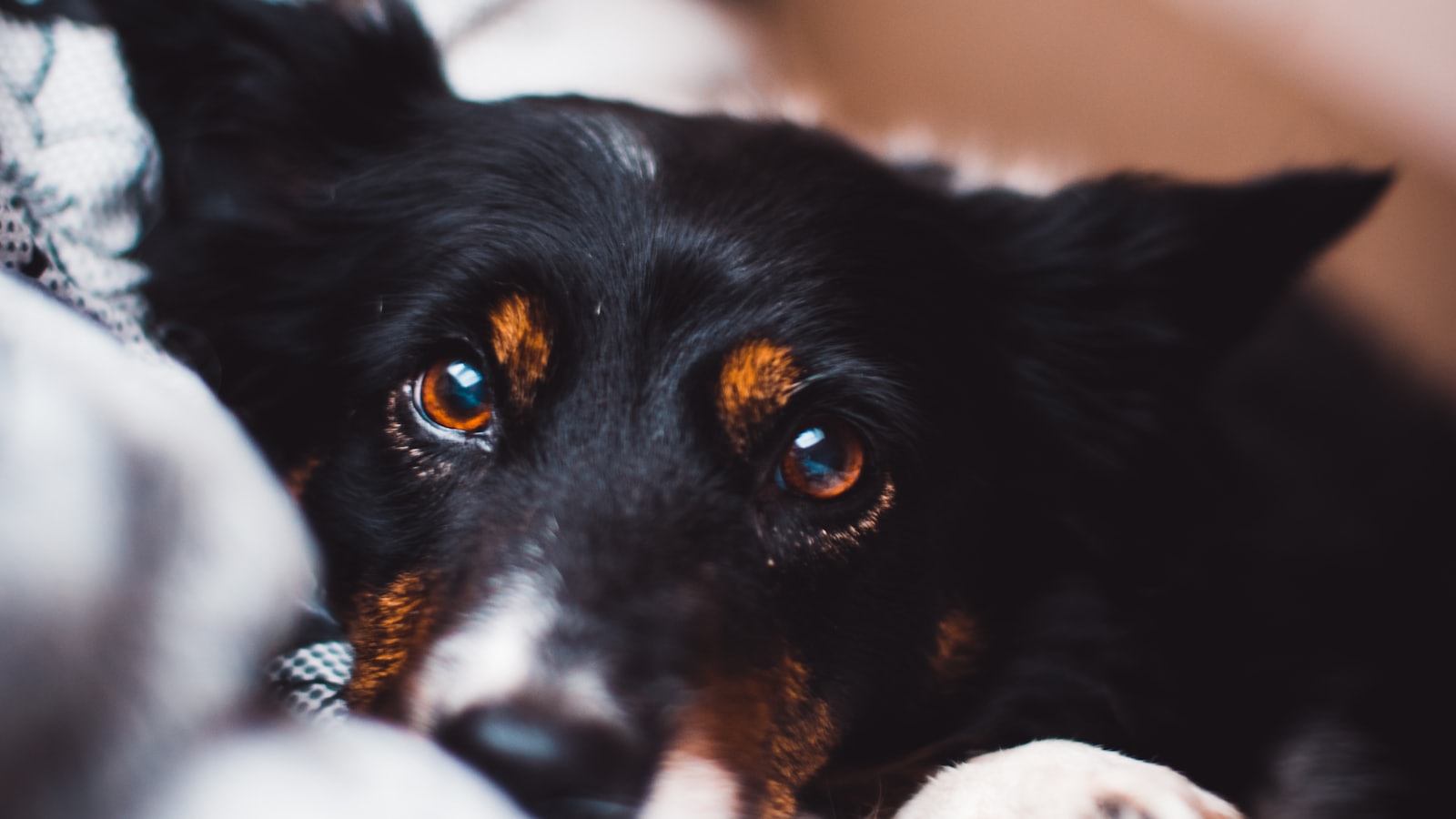 black and brown adult dog