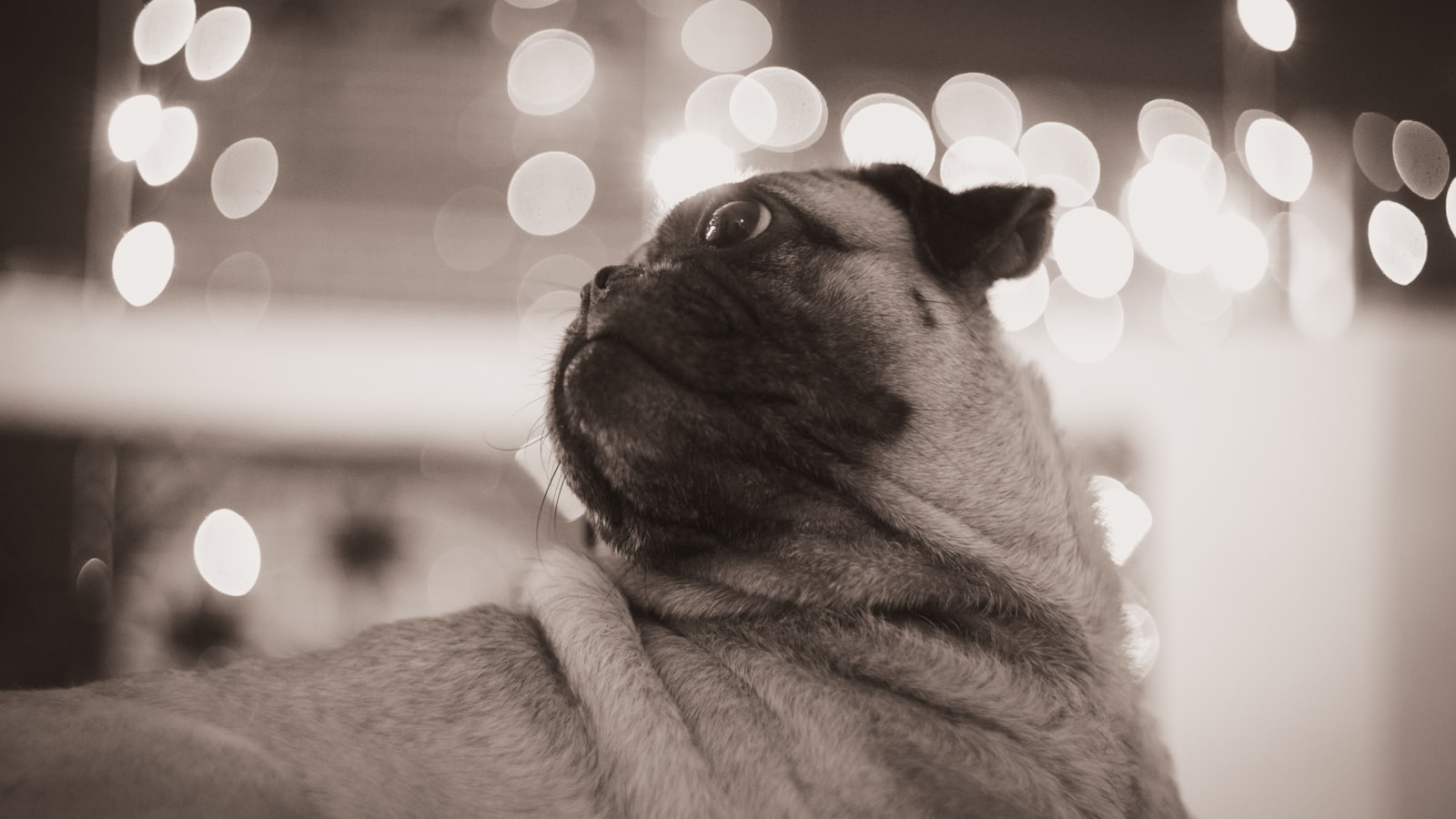A pug looks up with bokeh lights in background