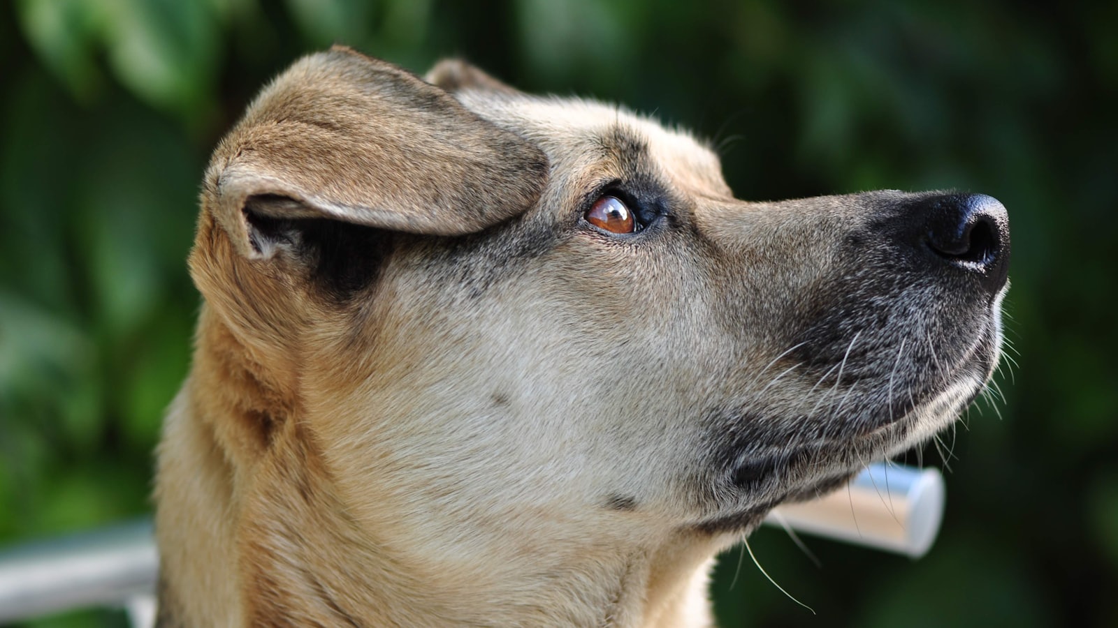 a close up of a dog with a toothbrush in its mouth