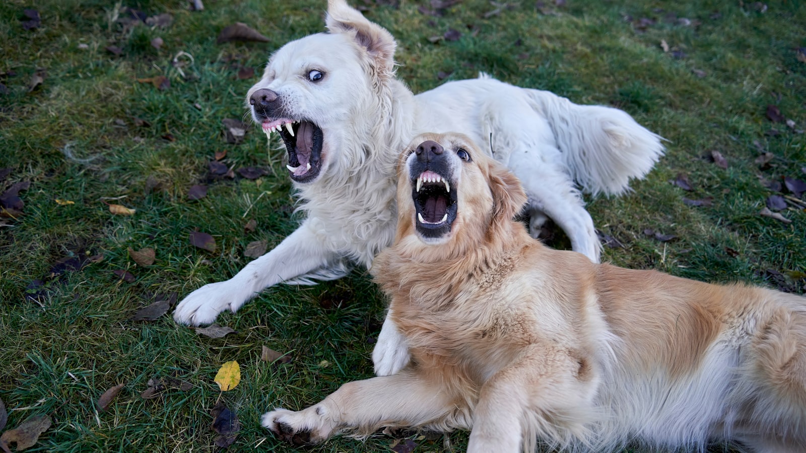 Two dogs play fighting with open mouths.