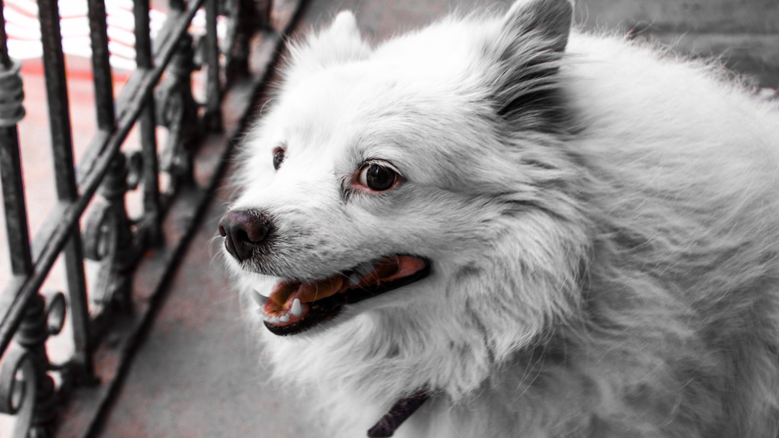 A fluffy white dog with its mouth open.