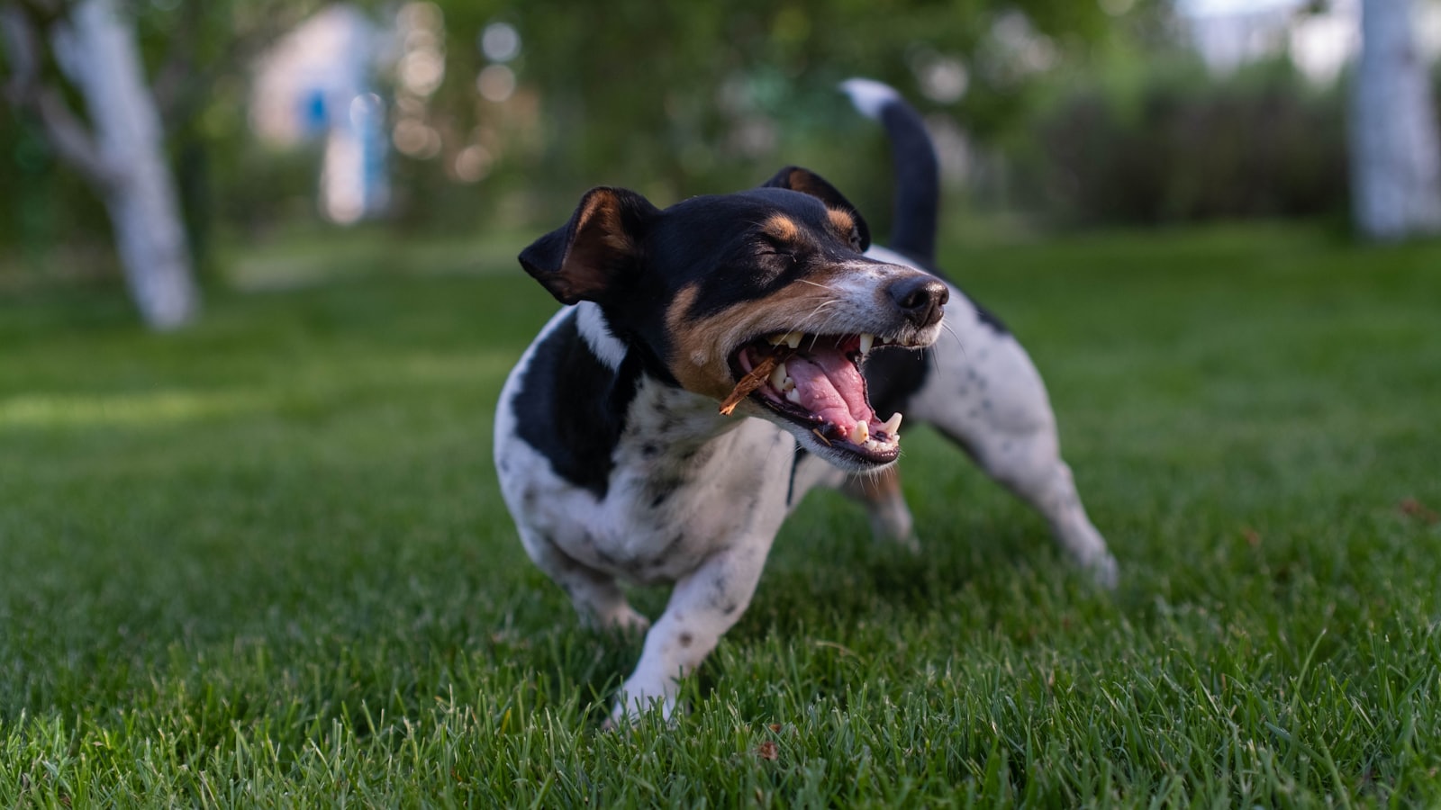 Black and white dog barking in a grassy yard.