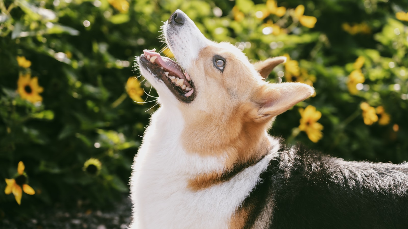 Pembroke welsh corgi looking up in a garden