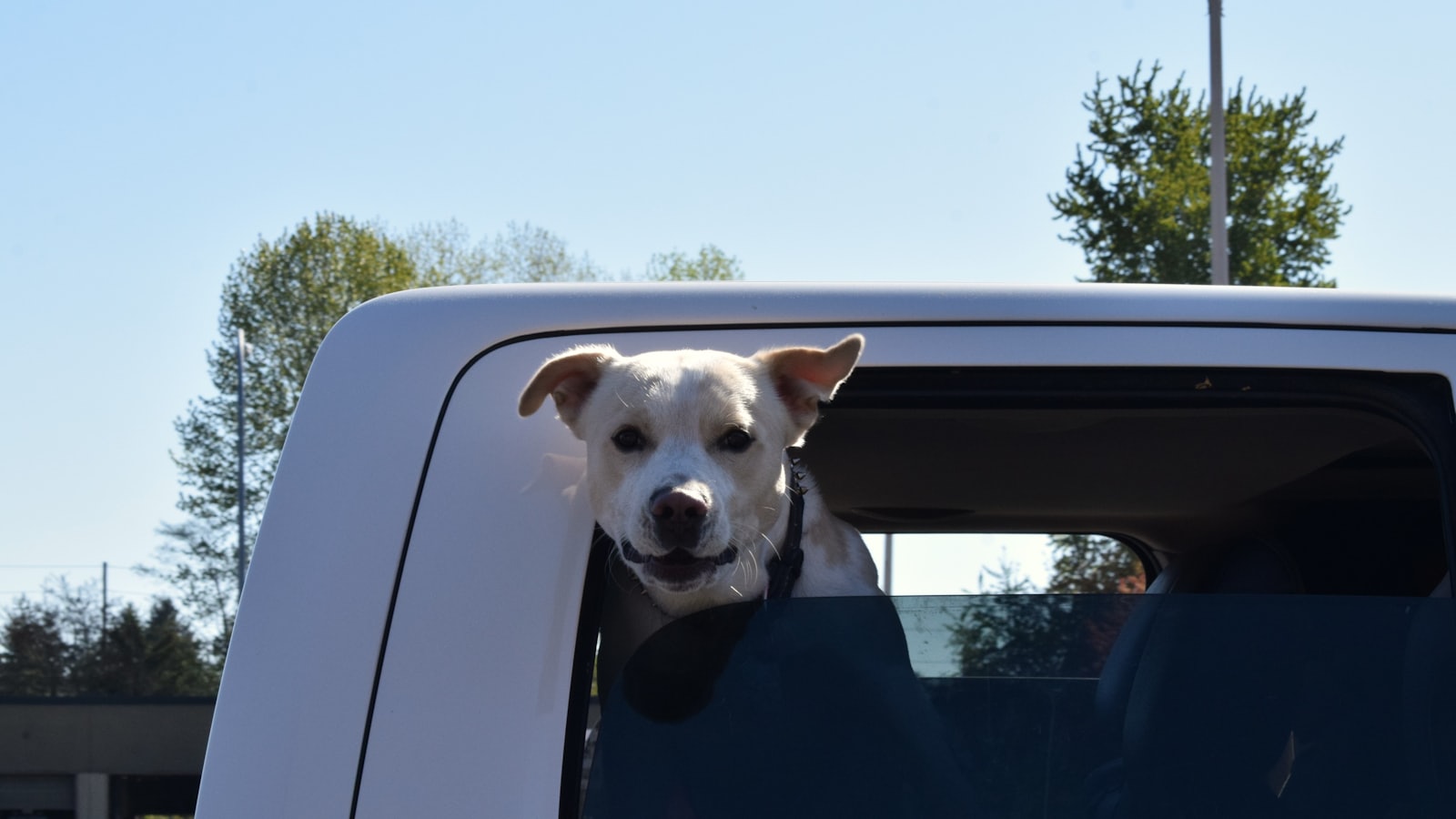 a dog sticking its head out the window of a truck