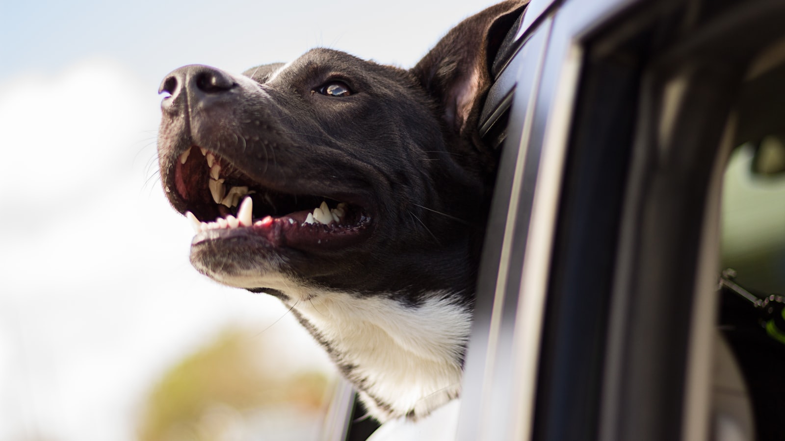 dog looking out the window