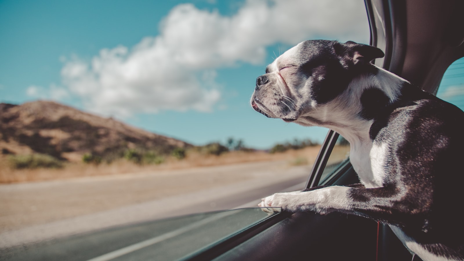 Boston Terrier inside a vehicle