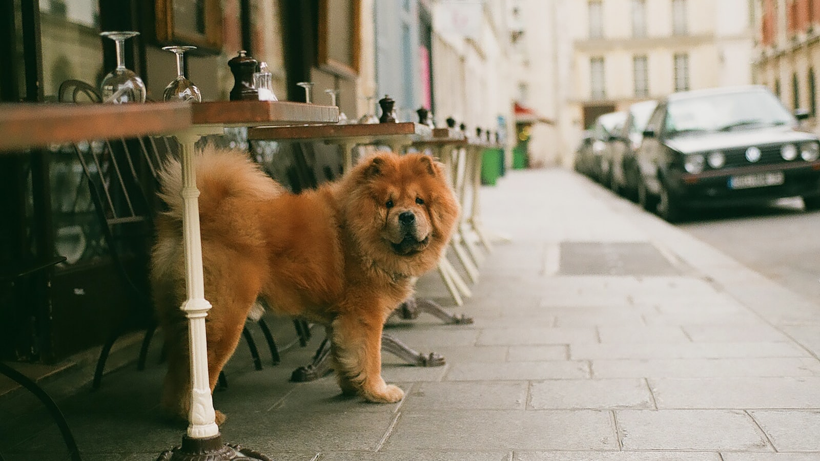 adult brown chow chow