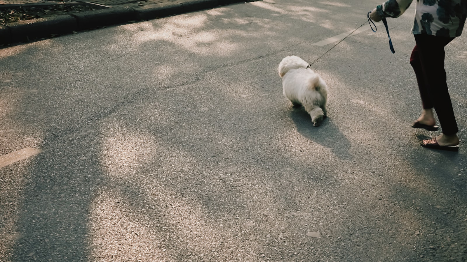 Person walking a small fluffy dog on a leash