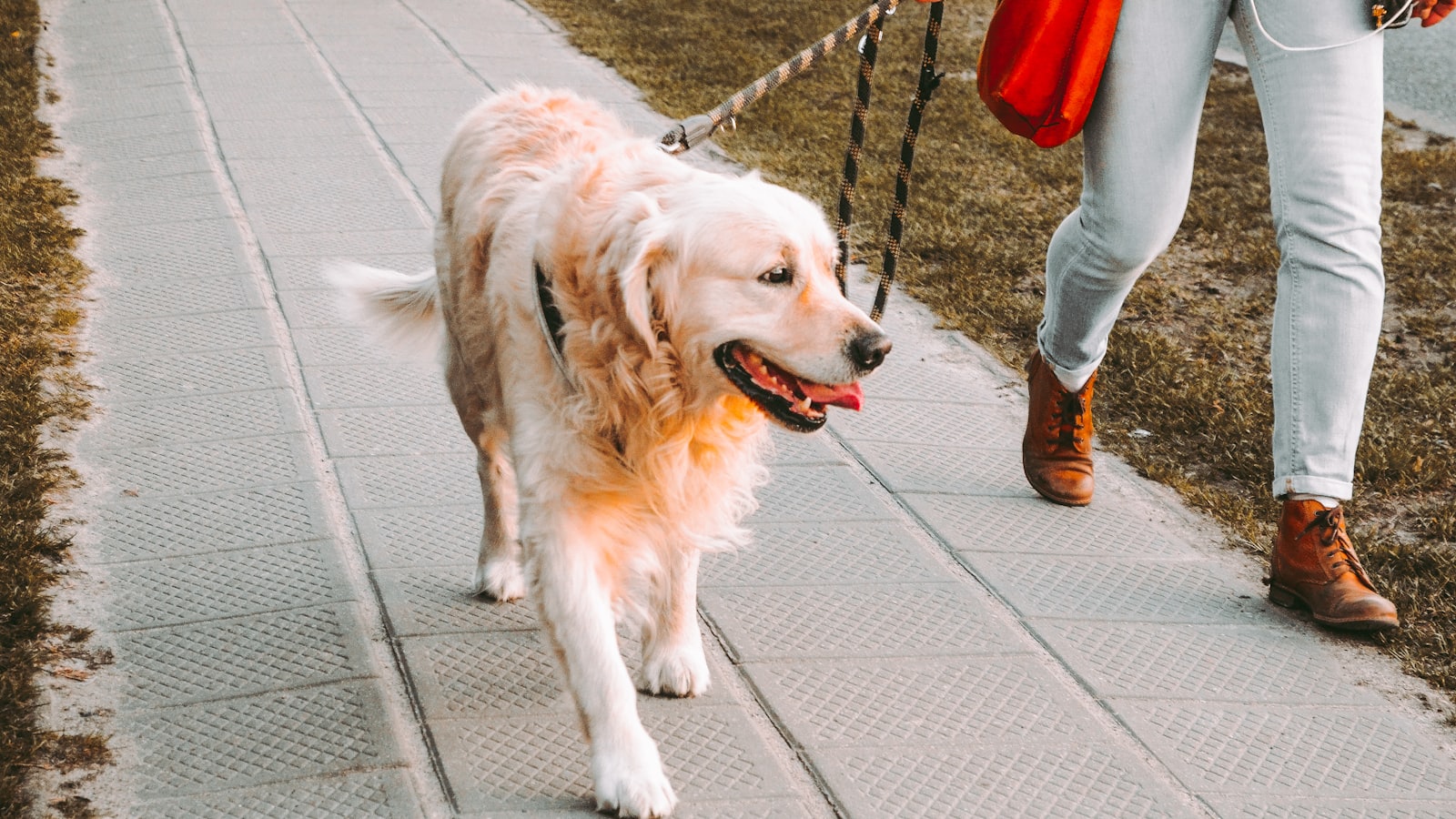 person walking beside Golden retriever on the street