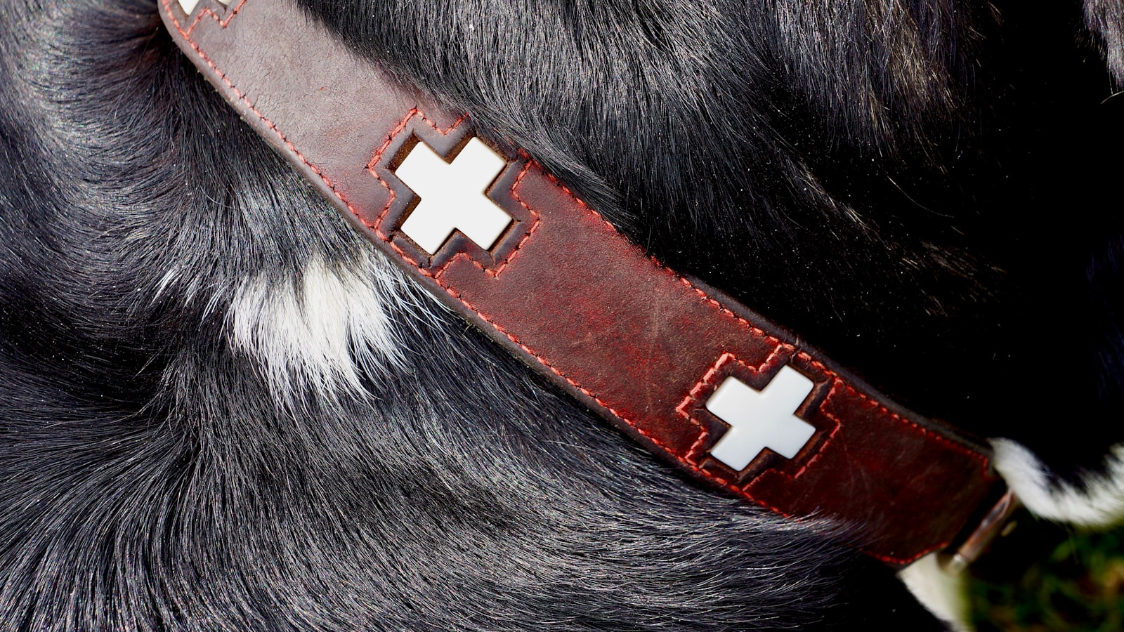 a dog wearing a red collar
