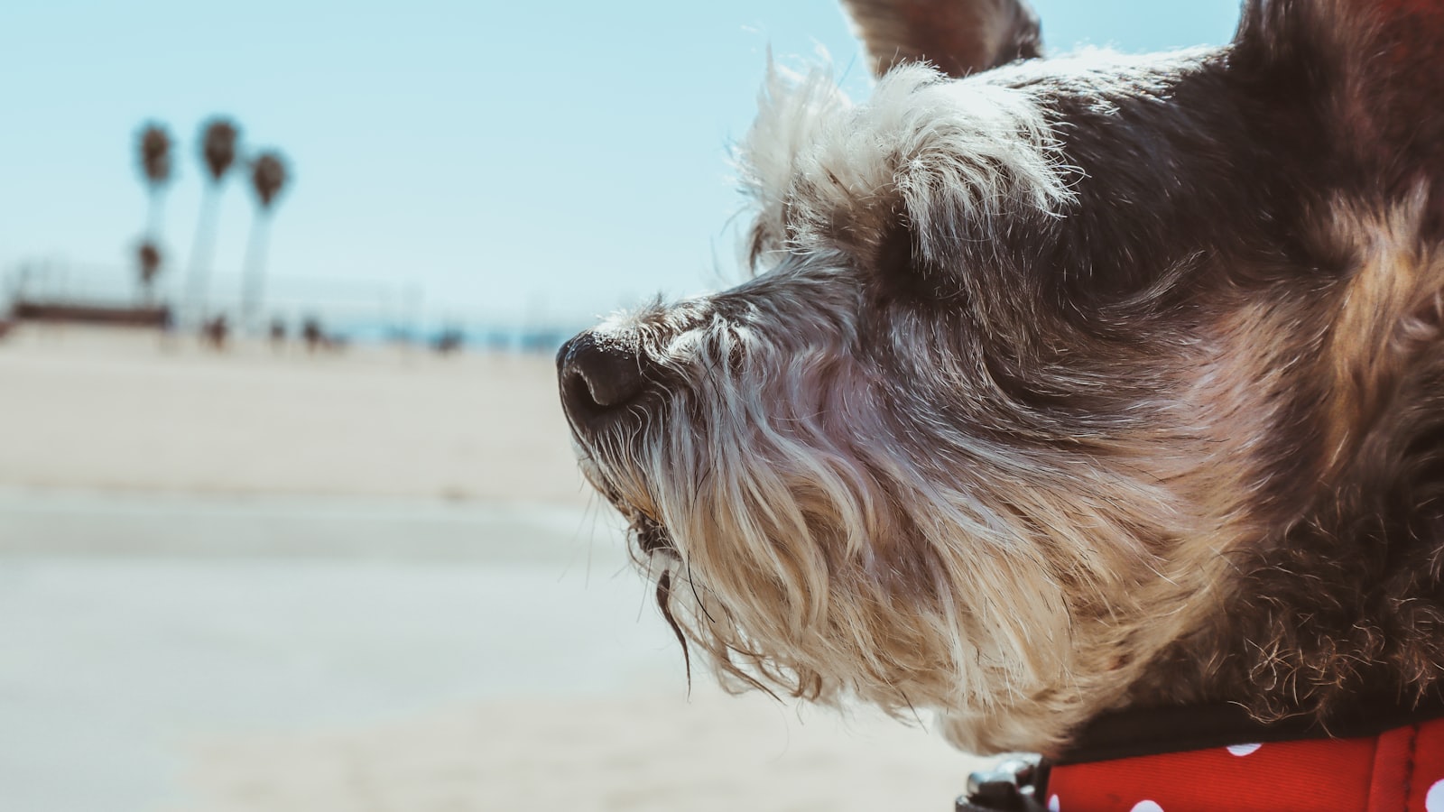 selective focus photography of Yorkshire dog
