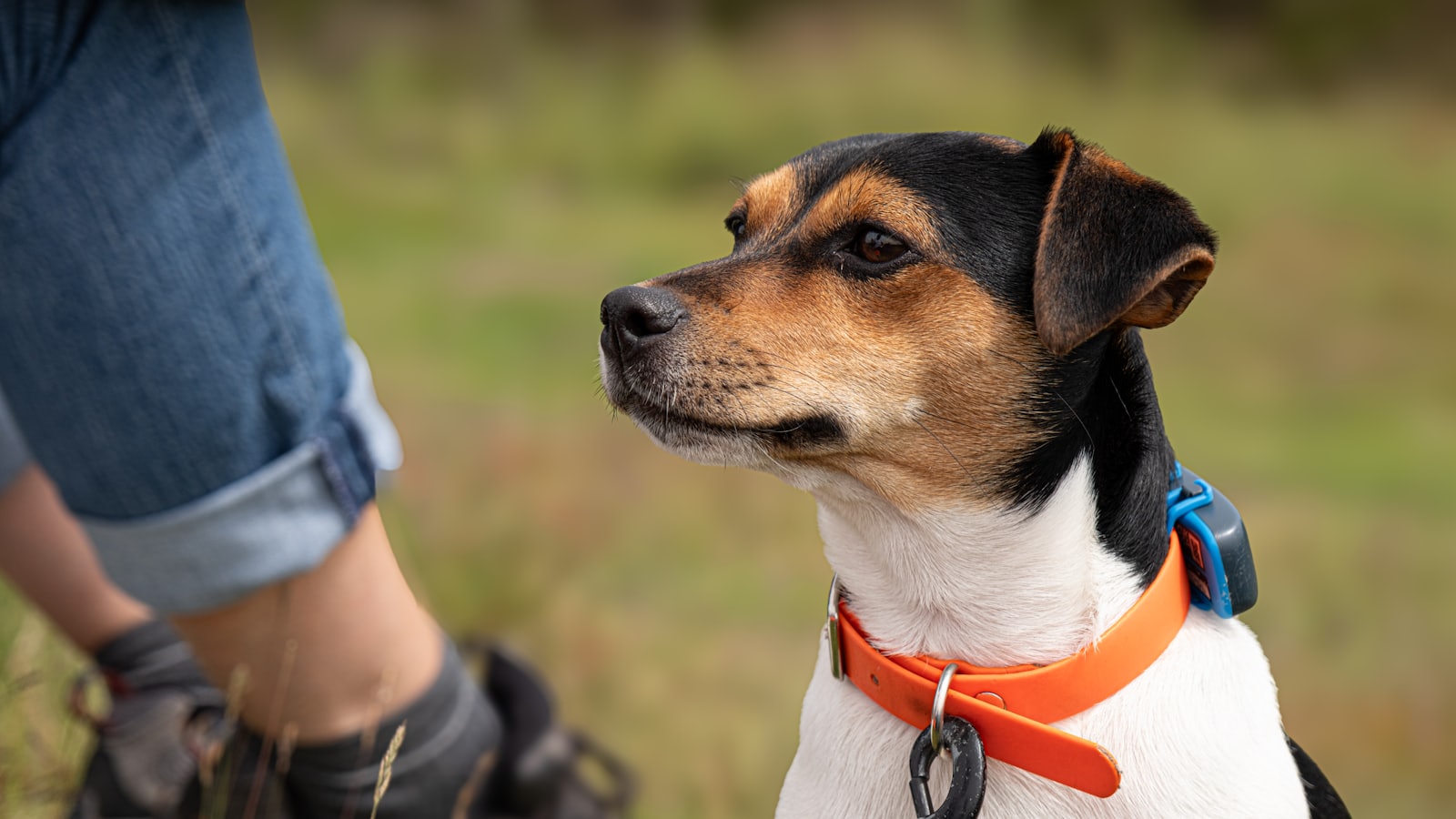 A small dog sitting next to a person in a field