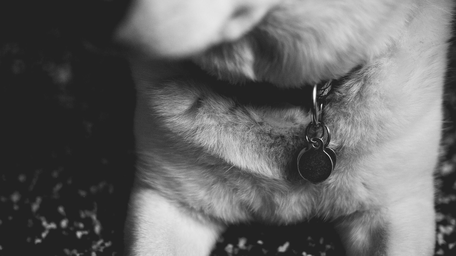 a close up of a dog on a leash