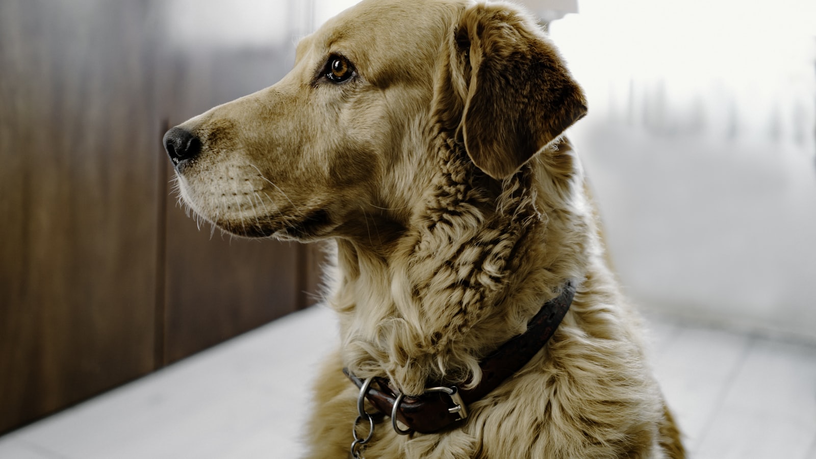 brown short coated dog with blue eyes