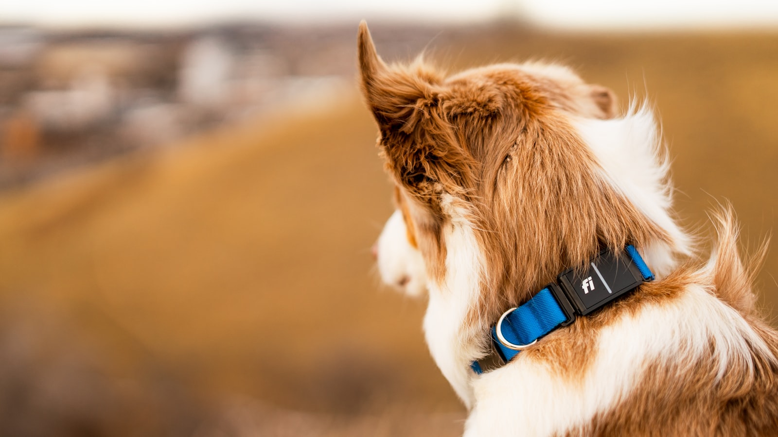 a brown and white dog with a blue collar