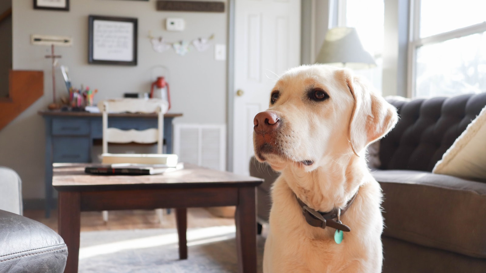 a dog sitting on a chair
