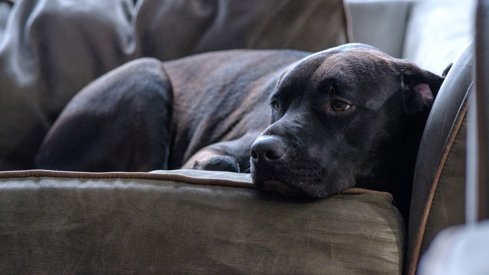a black dog laying on top of a couch