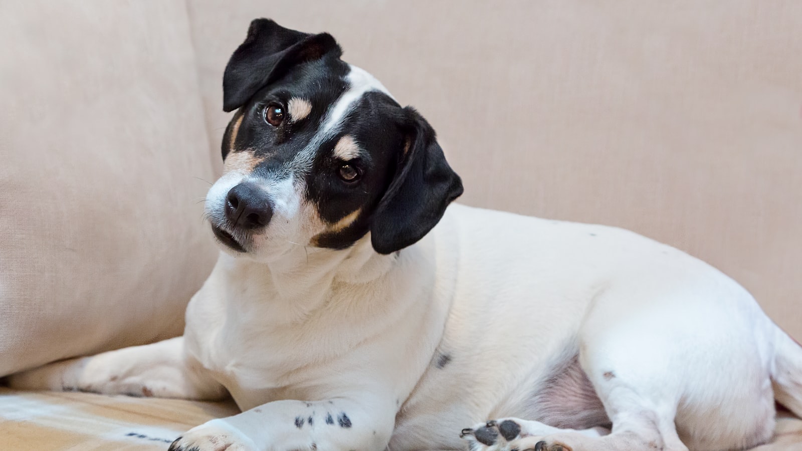 a black and white dog laying on top of a couch